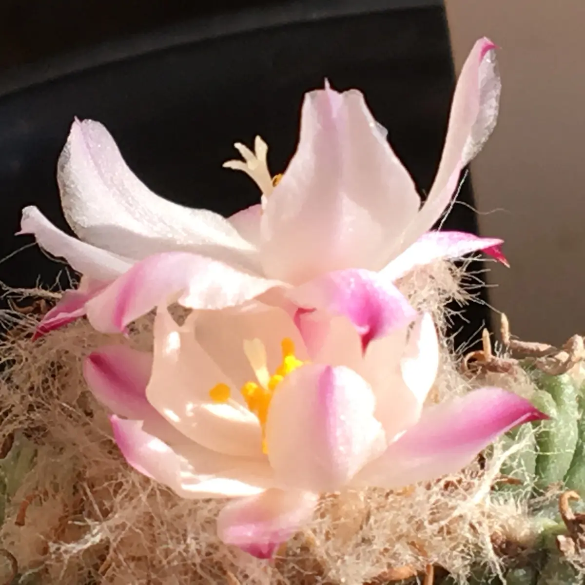 🌸✨「花籠」20年前のカキ子の狂い咲き｜そだレポ（栽培