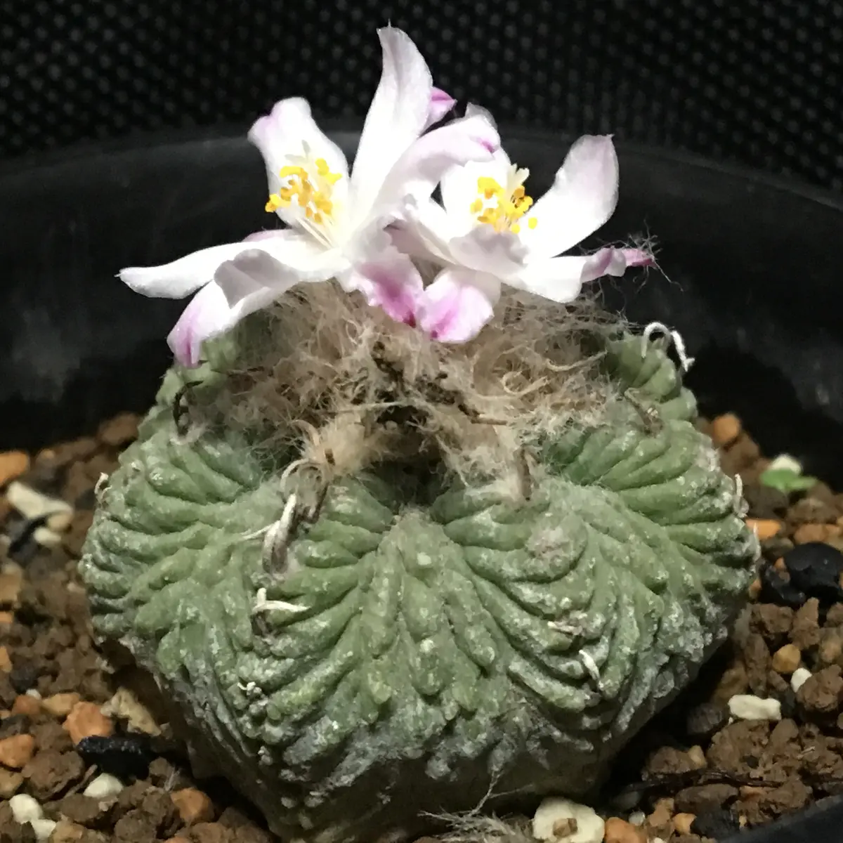 🌸✨「花籠」20年前のカキ子の狂い咲き｜そだレポ（栽培レポート）by