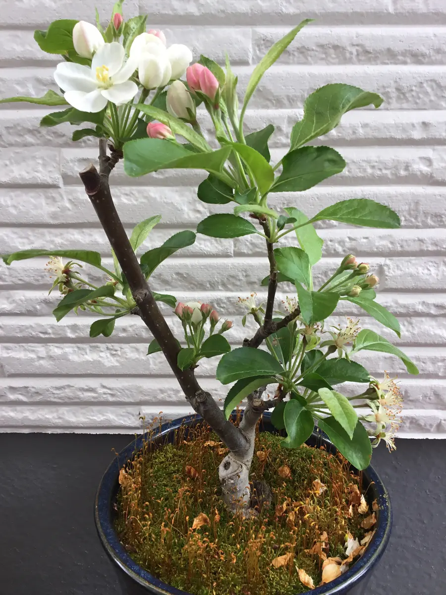 ベランダで収穫！姫リンゴ【レポ終了】｜そだレポ（栽培レポート