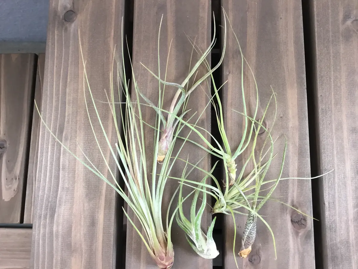 壺系チランジア 3点セット B 壺型種 - Frontier Plants ONLINE