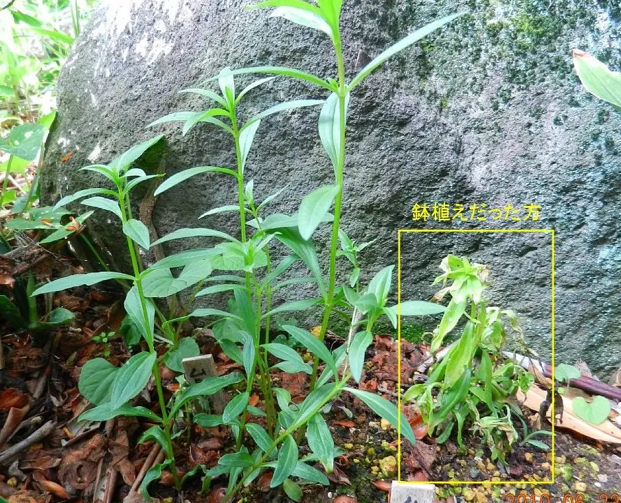 ムラサキセンブリ｜そだレポ（栽培レポート）byさいこうじ｜みんなの