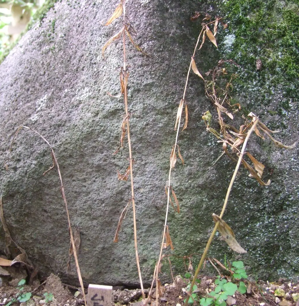 ムラサキセンブリ苗木 ムラサキセンブリ苗木