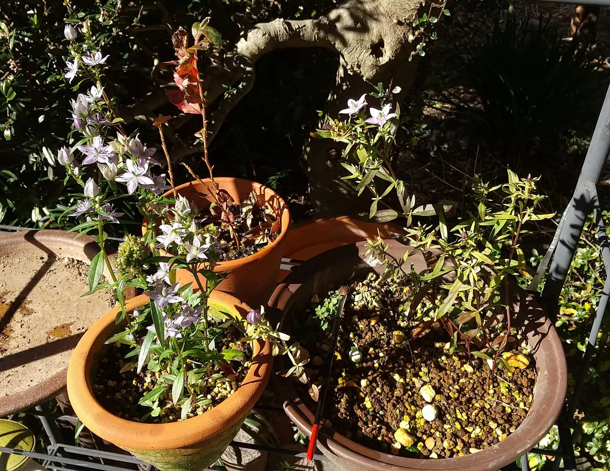 ムラサキセンブリ｜そだレポ（栽培レポート）byさいこうじ｜みんなの