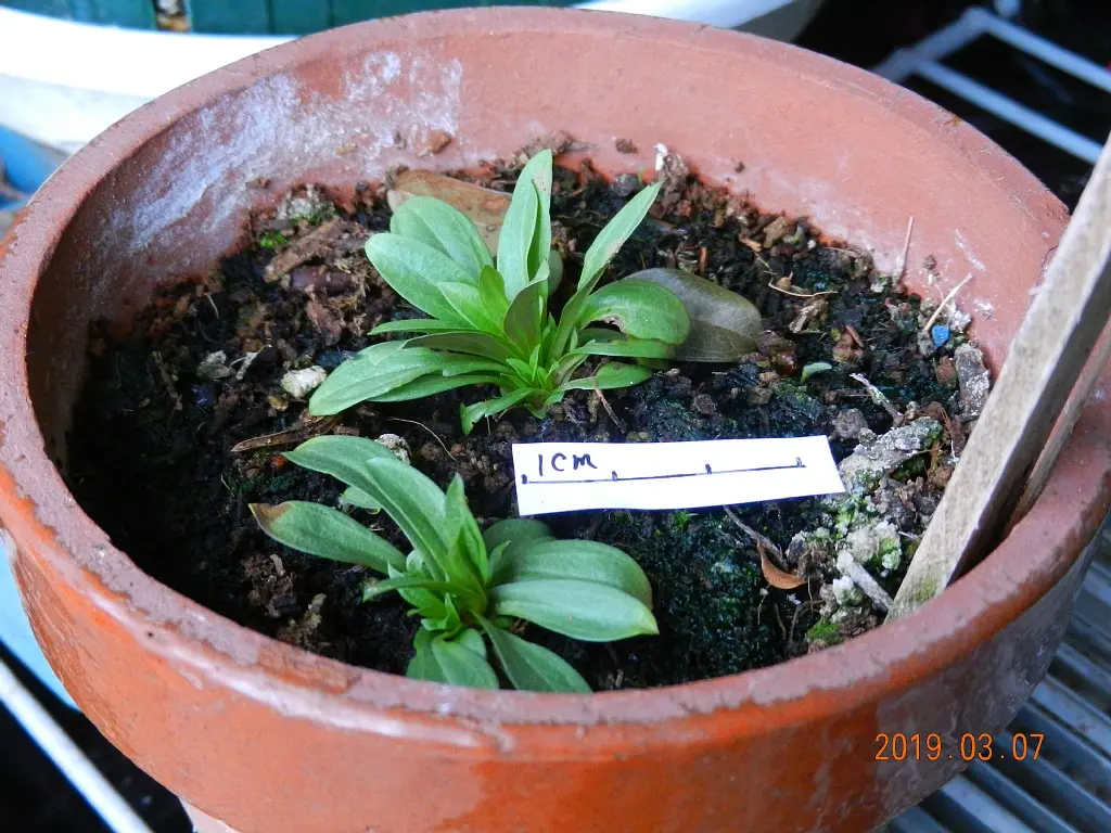 ムラサキセンブリ｜そだレポ（栽培レポート）byさいこうじ｜みんなの