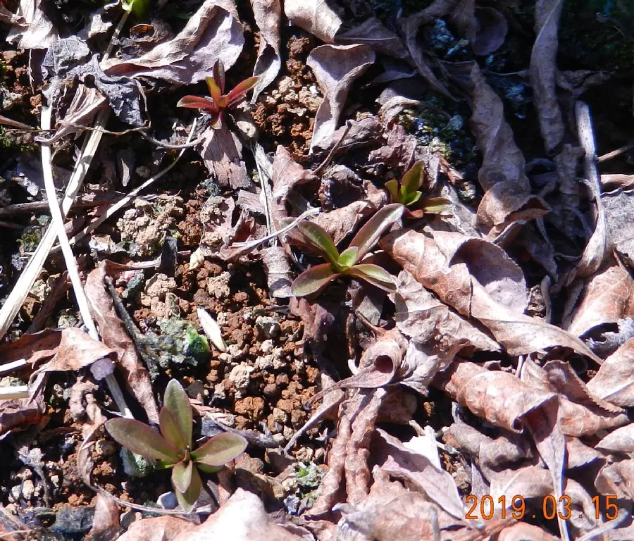 ムラサキセンブリ｜そだレポ（栽培レポート）byさいこうじ｜みんなの