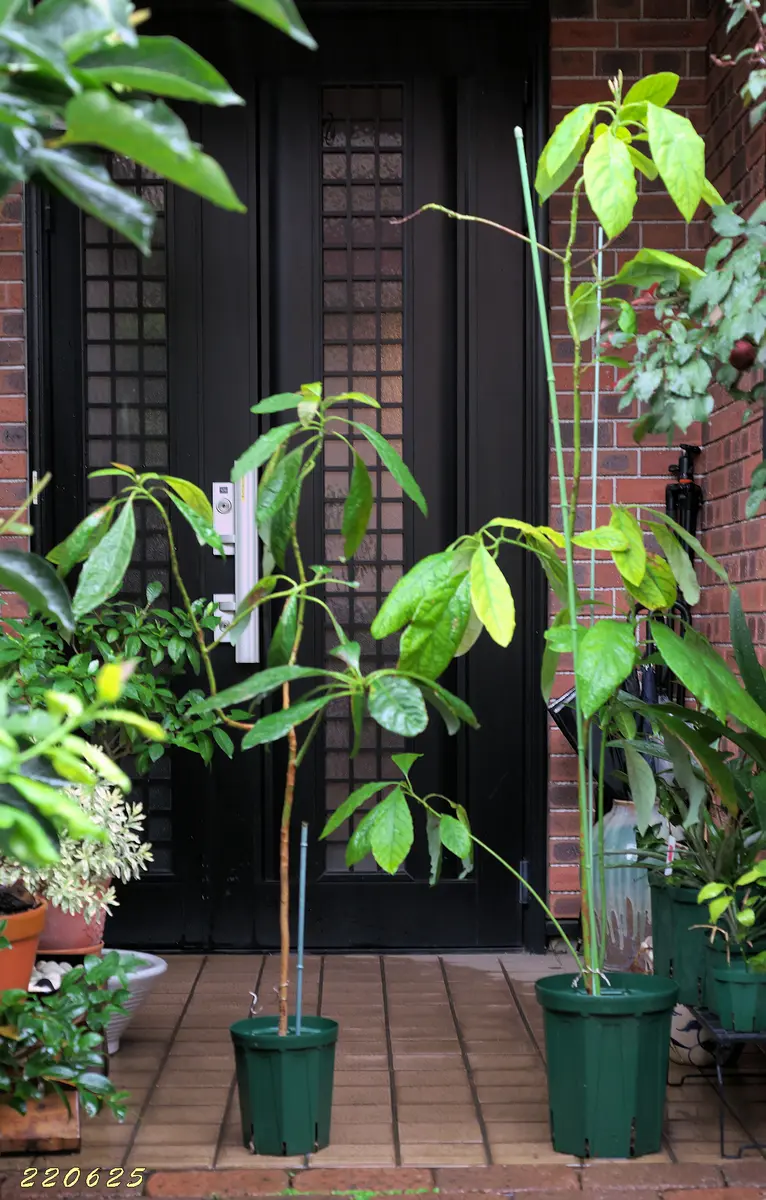 種からのアボガド｜そだレポ（栽培レポート）by☆パリンドローム