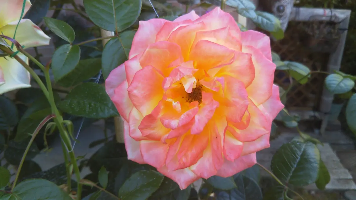 薔薇の挿し木と接ぎ木に挑戦｜そだレポ（栽培レポート）byがんばらんば