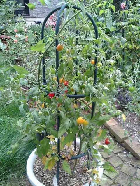 めざせ！！おしゃれなミニトマトタワー！！｜そだレポ（栽培レポート