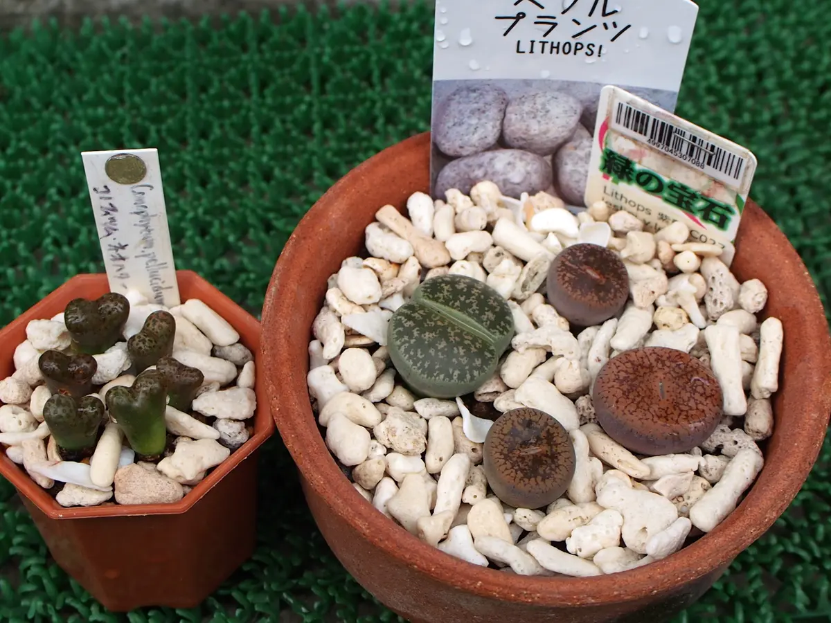 注文割引 初めてのリトープス 時々コノフィツム｜そだレポ（栽培レポート その他多肉植物