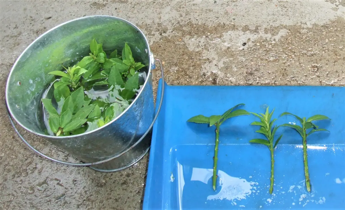 山採りコマユミ。 石化小マユミ」をやっと手に入れた！｜そだレポ（栽培レポート