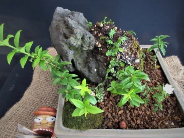 No.2 メダカ鉢にコマユミその他の寄せ植え