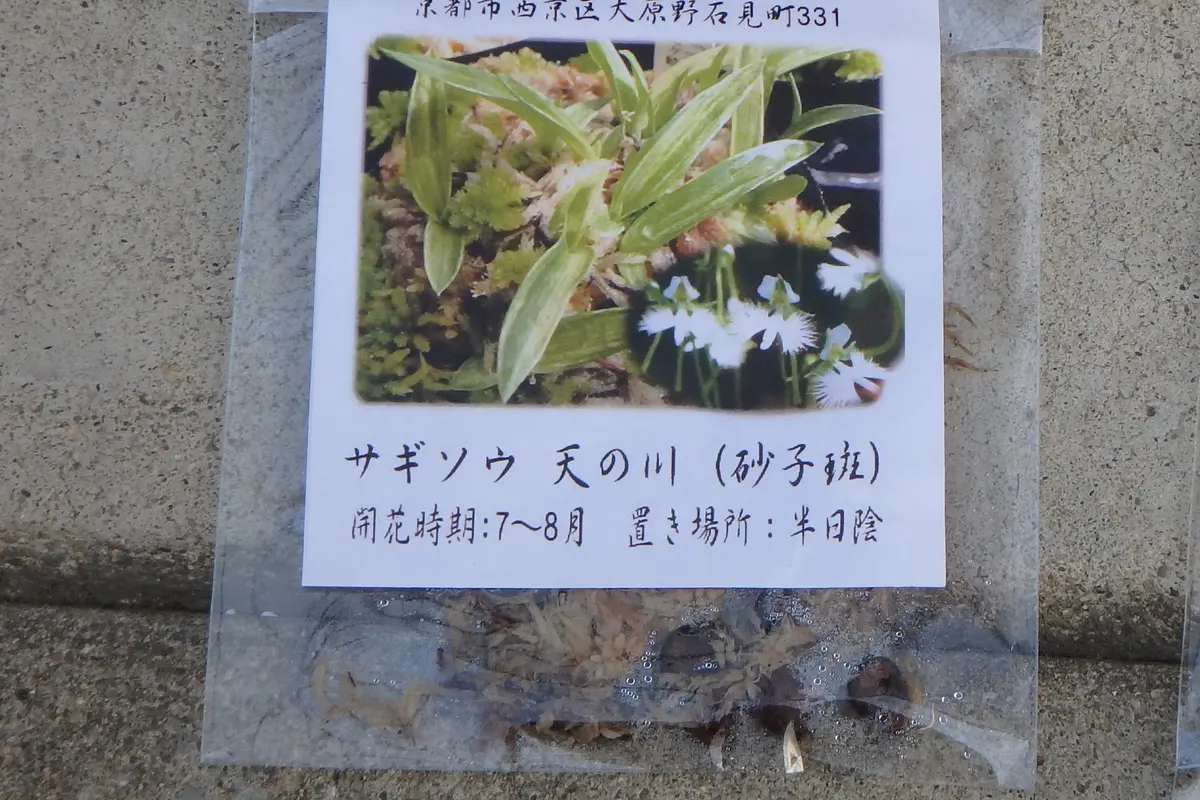 サギソウ球根5個セットH （楽天市場】サギソウ 【銀河】 球根