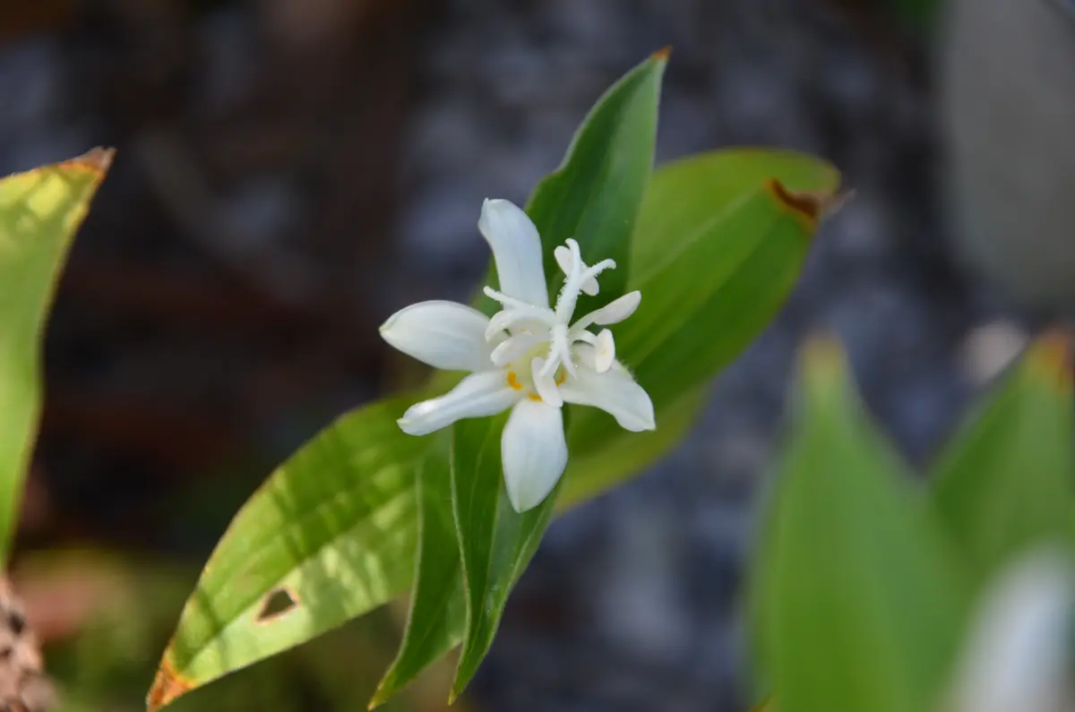 シロホトトギス（白杜鵑草） 種から育てる。｜そだレポ（栽培レポート