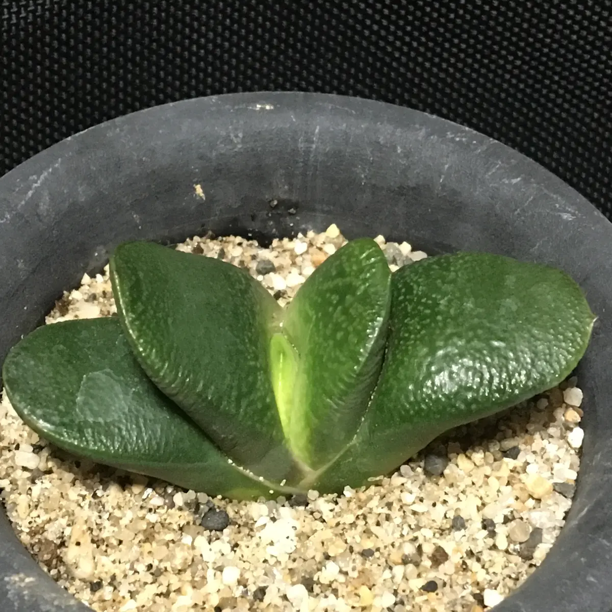 臥牛 ガステリア 厚舌 臥牛」”立ち葉”(中間型～群生型)ガステリア属｜そだレポ（栽培