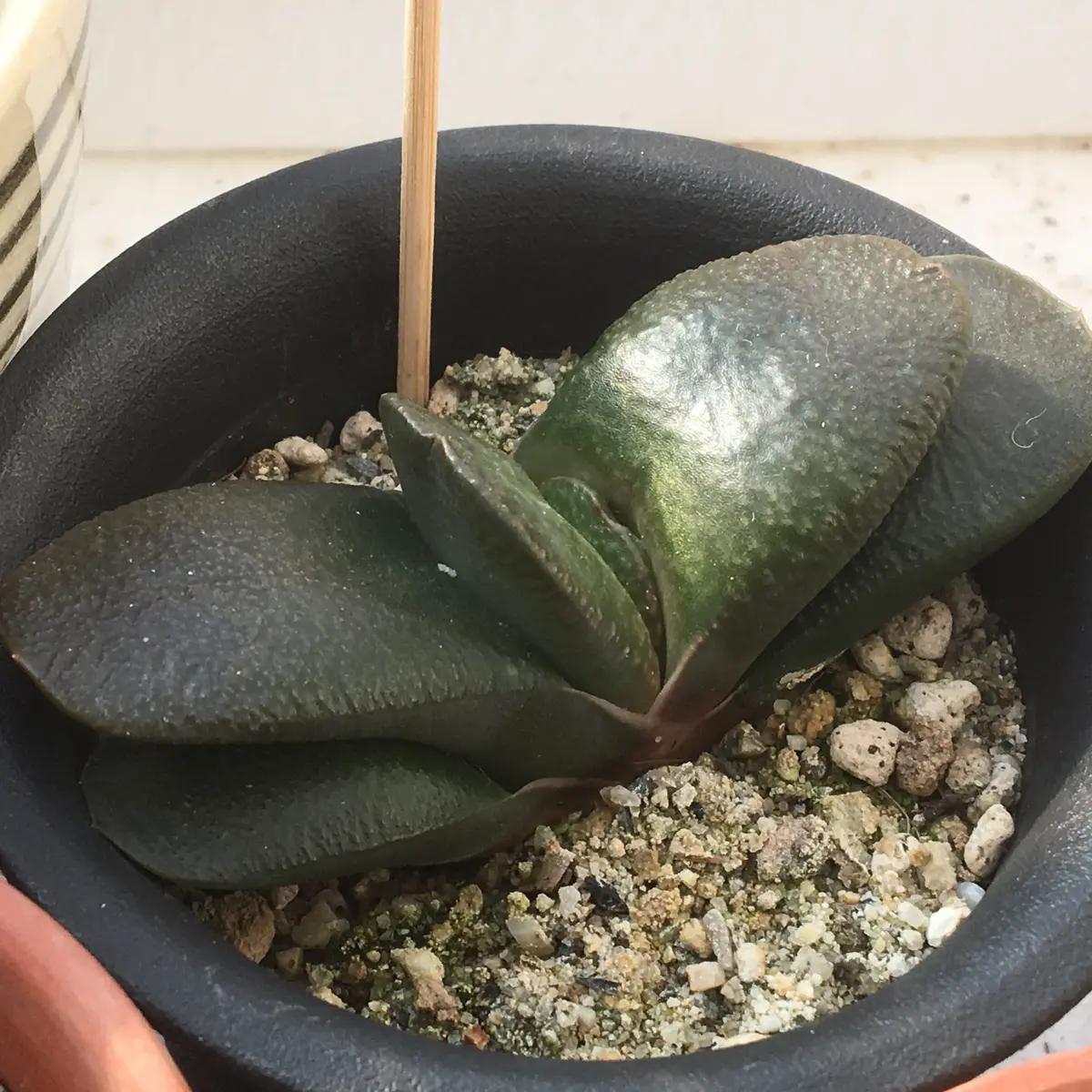 臥牛 ガステリア 厚舌 臥牛」”立ち葉”(中間型～群生型)ガステリア属｜そだレポ（栽培