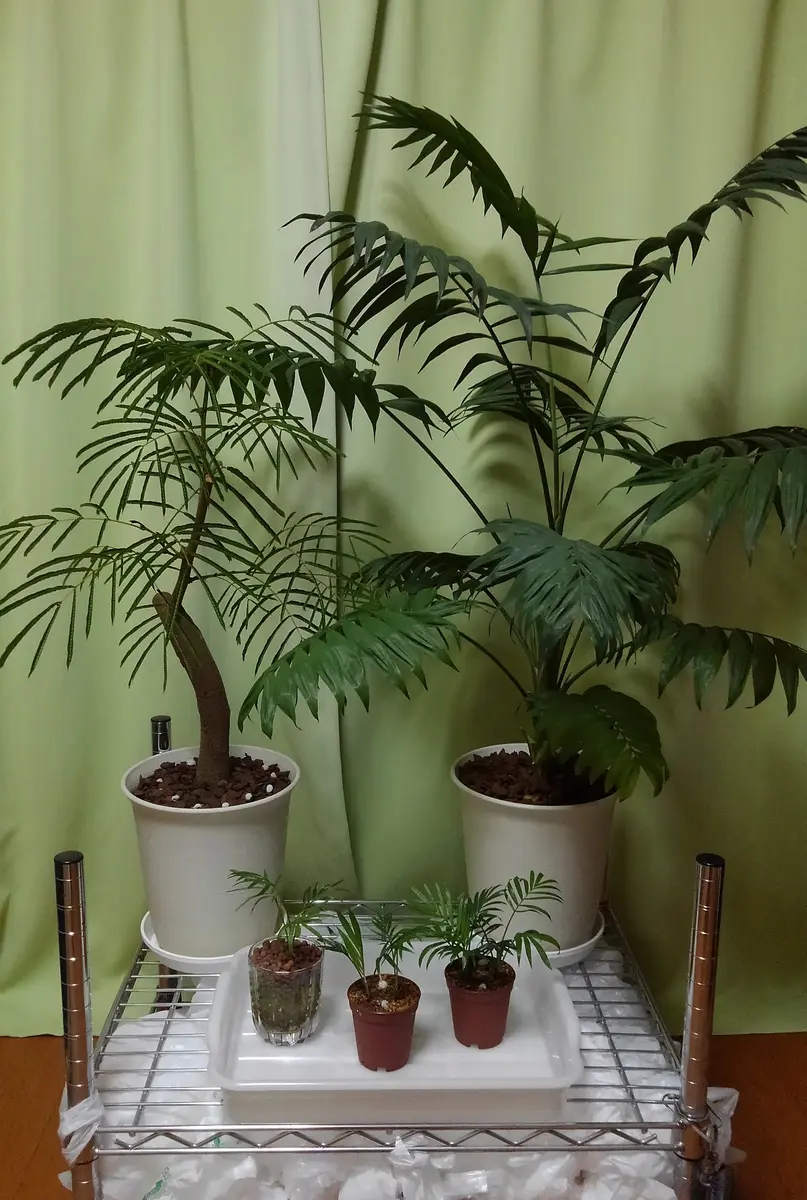 テーブルヤシ 育っちまったの｜そだレポ（栽培レポート）byしろばな｜みんなの趣味の園芸