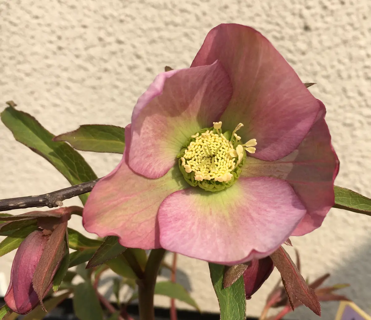 C可愛い♡パンジー♡モルゲンロート♡遊花♡3号♡ポットごと宅急便