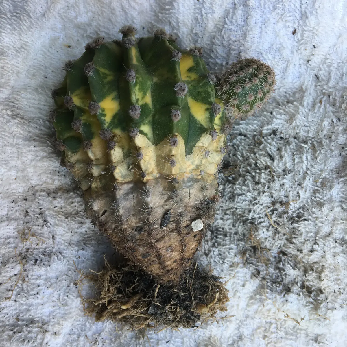 サボテン　世界の図　5号鉢 園芸ネット本店｜サボテン：エキノプシス 世界の図 3.5号鉢植え の