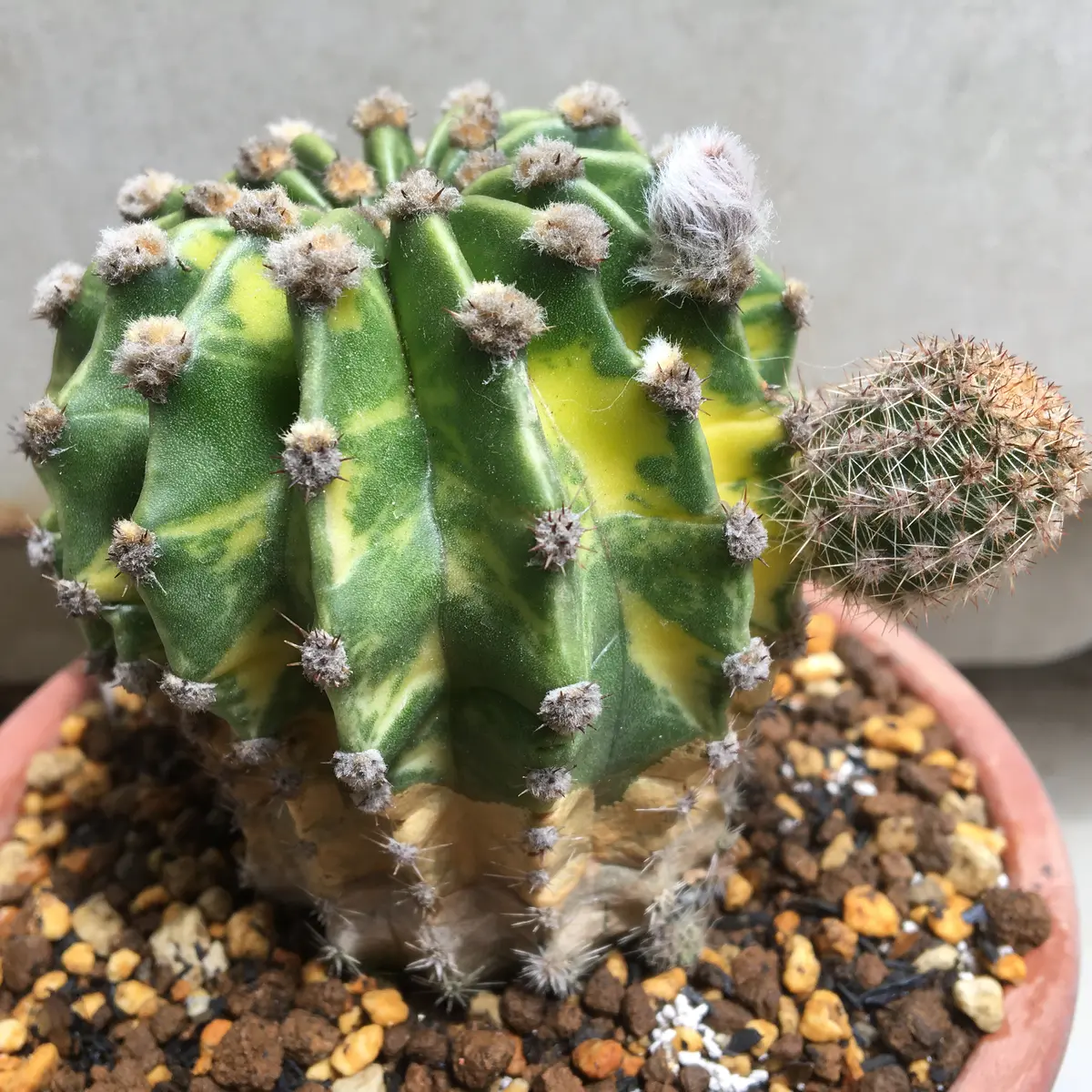 斑入】 多肉植物 花サボテン エキノプシス属 淑妃 カキコ かるい