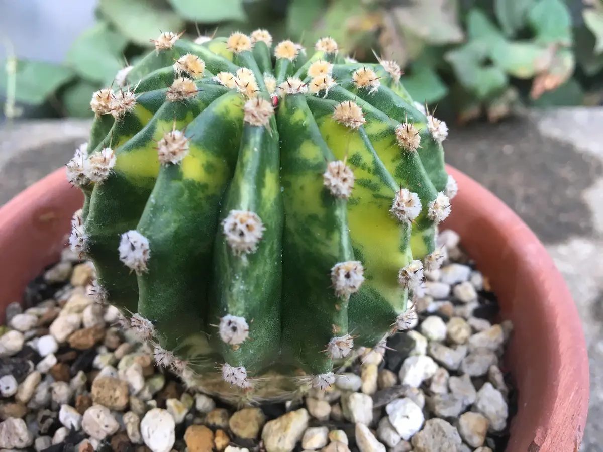 世界の図　群生　サボテン 世界の図 | 叢 – くさむら – Qusamura