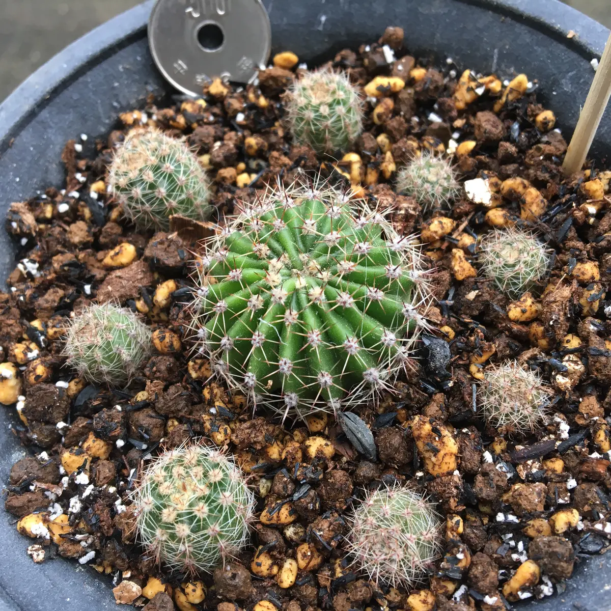 刺無し オプンチア ウチワサボテン カット苗 サボテン 多肉植物