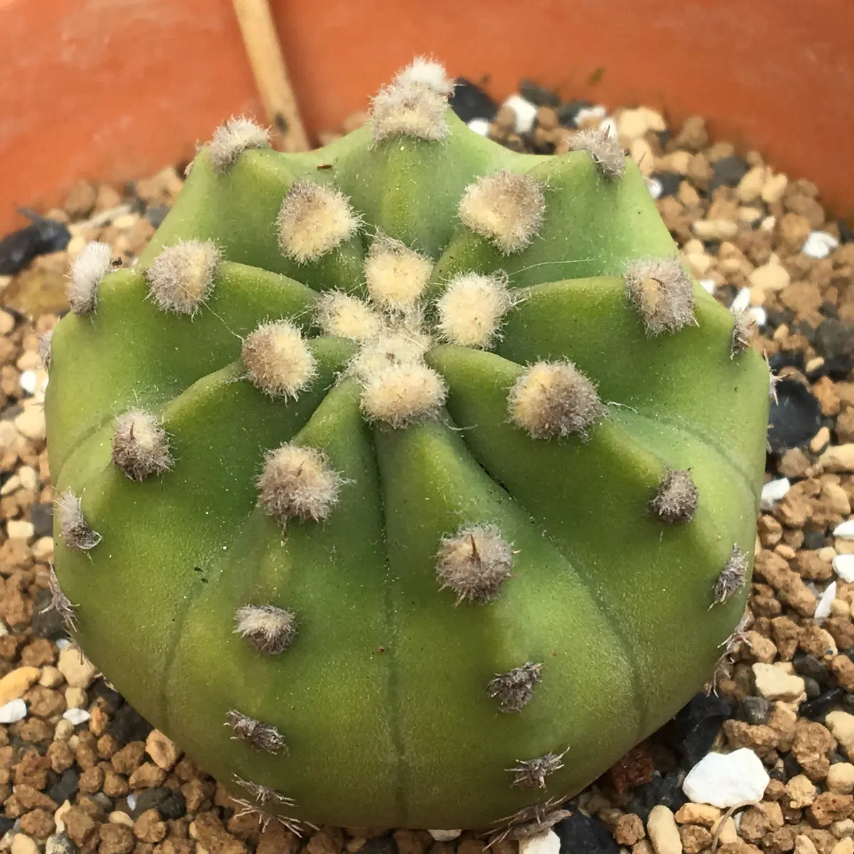 超希少 多頭矮性短巻葉蘇轍 ドワーフソテツ（ソテツ Cycas レボルタ 