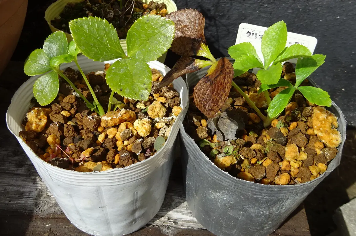 クリスマスローズ ⑦ 『ダイアナ』2018年 自家採取の種から育てる