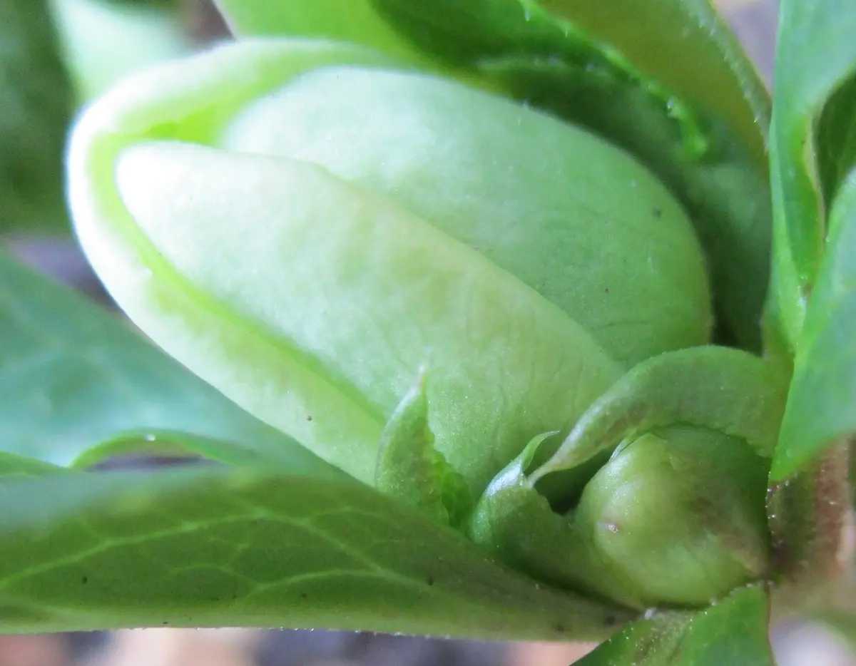 クリスマスローズDD・ライムグリーン・スポット Nо1｜そだレポ（栽培