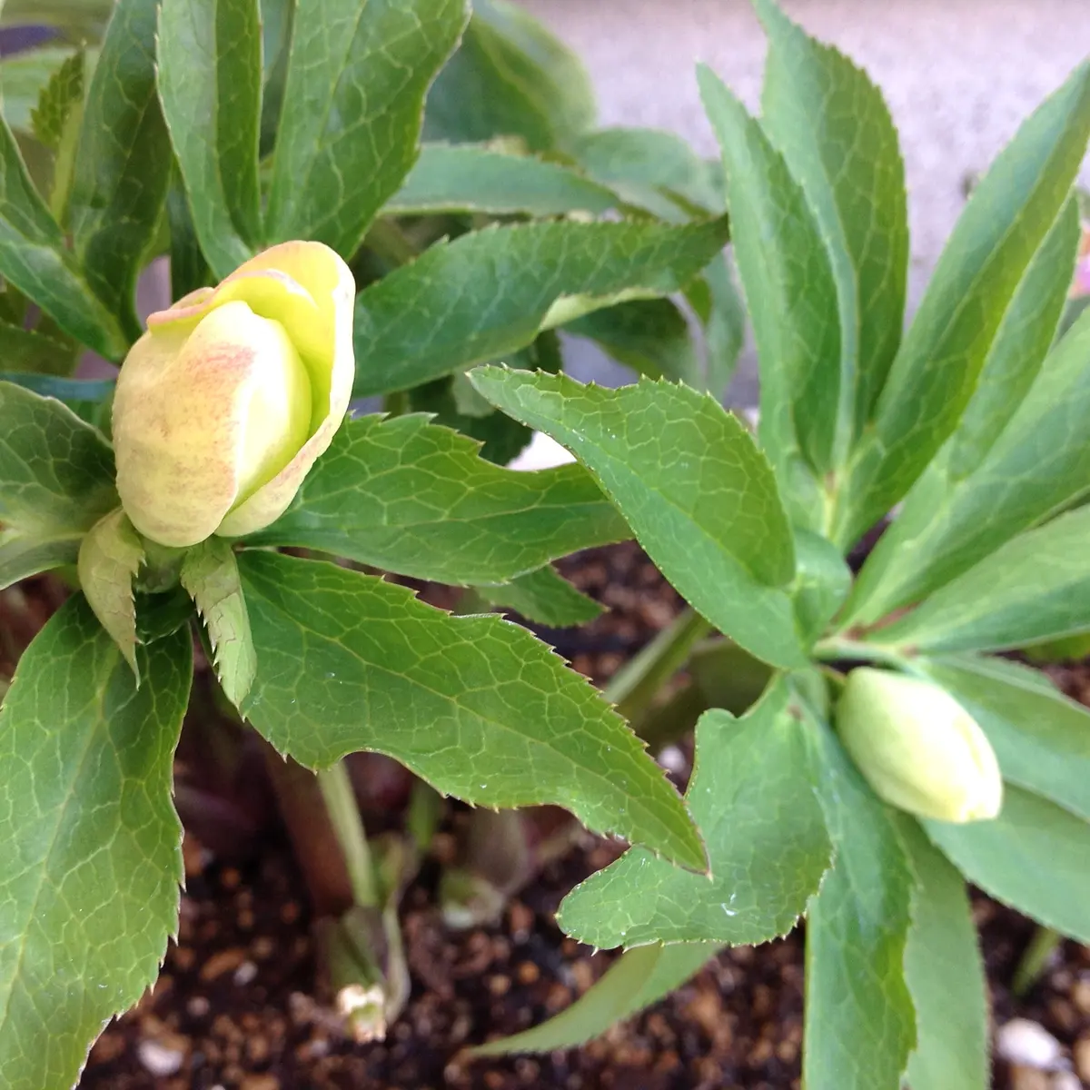 クリスマスローズDD・ライムグリーン・スポット Nо1｜そだレポ