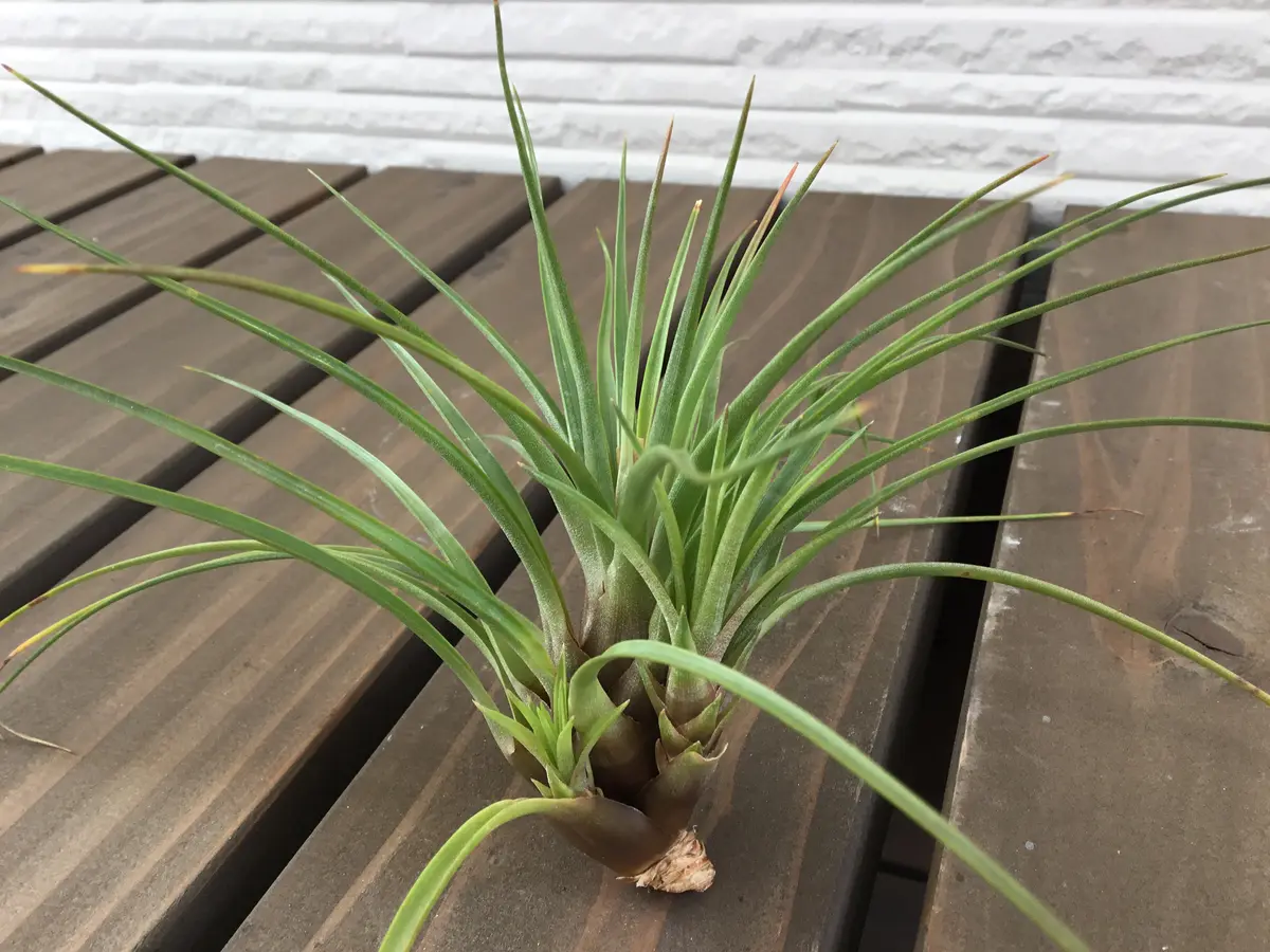 双子の子株「トリコロール メラノクラテル チランジア【レポ終了