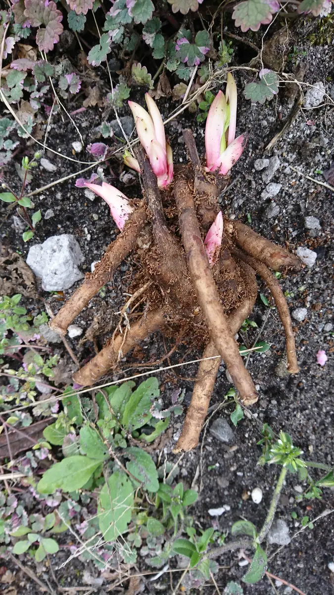 立てば芍薬｜そだレポ（栽培レポート）bypigpig｜みんなの趣味の園芸