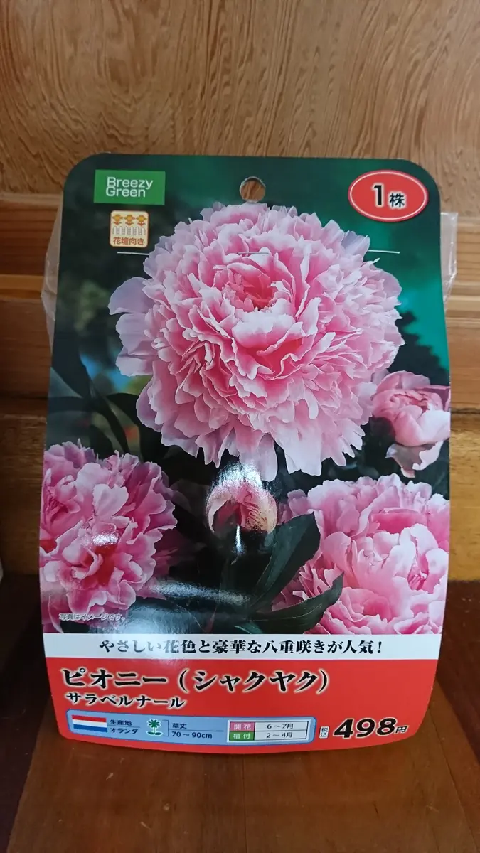 立てば芍薬｜そだレポ（栽培レポート）bypigpig｜みんなの趣味の園芸