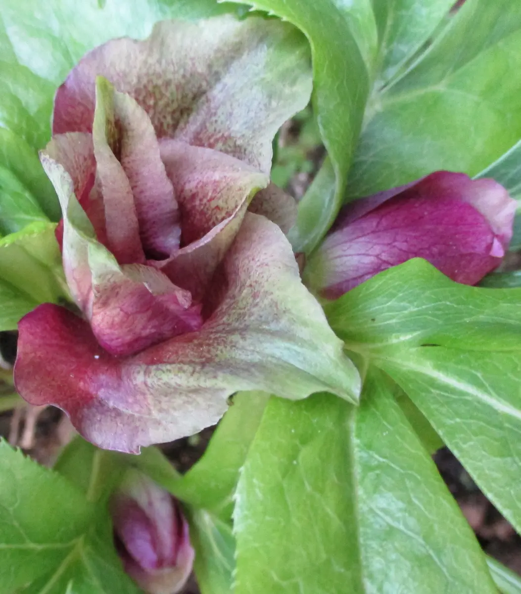 クリスマスローズ dd グロッシーカラー ピンクレッド 本日更新の