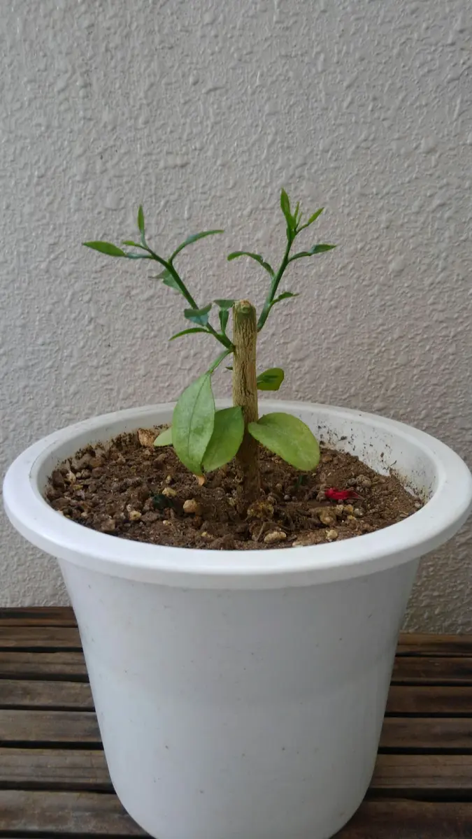 不知火デコポン大苗木♪ レモンの横に♪ 不知火デコポン大苗木♪ レモンの横に♪ デコポンにレモンの接ぎ木｜