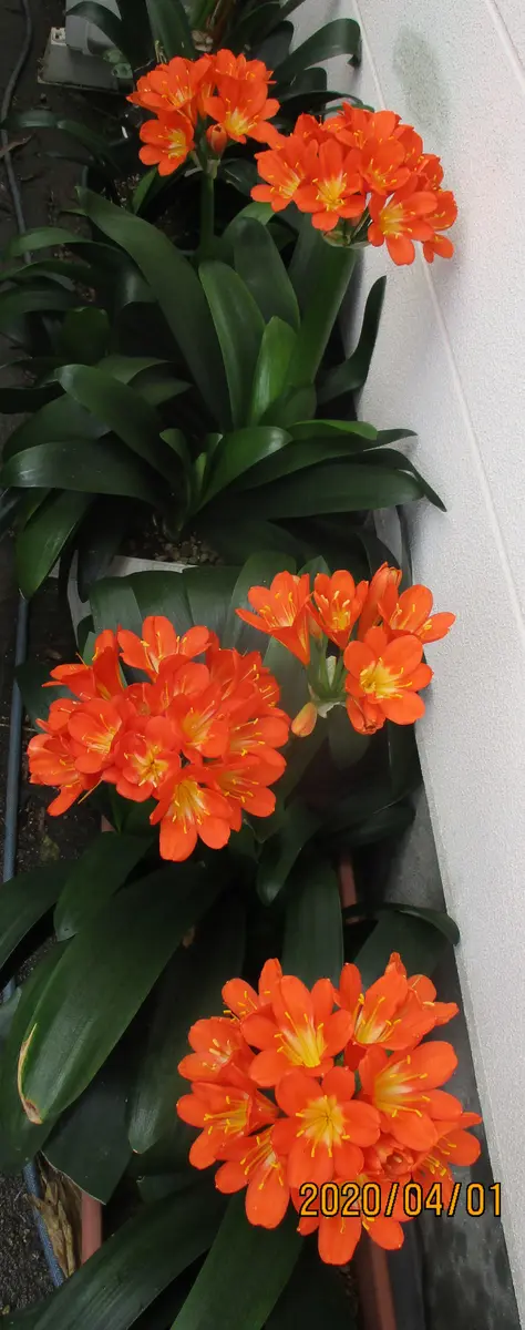 2015年～現在までの君子ランの花｜そだレポ（栽培レポート）by