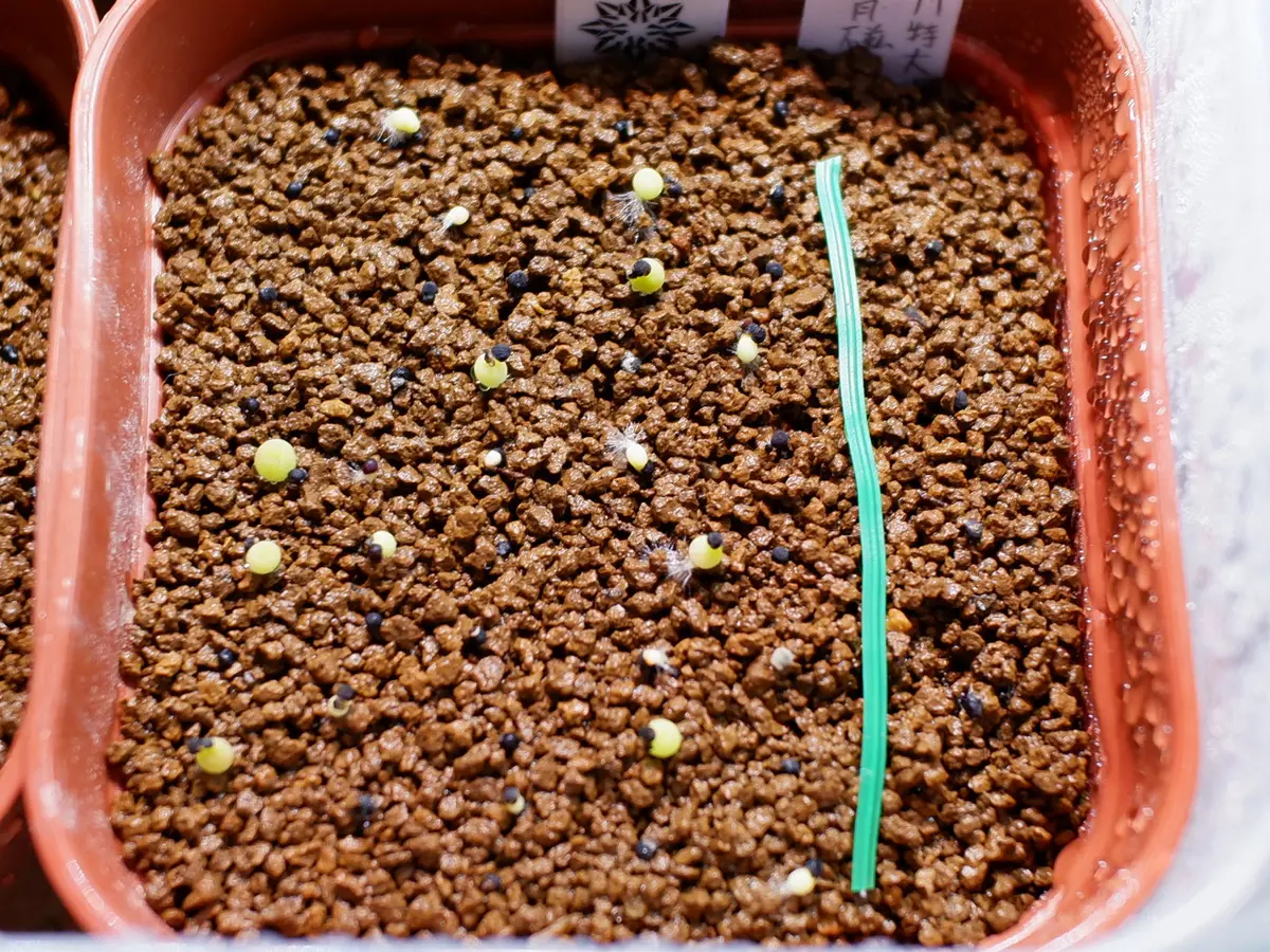 銀冠玉の実生・栽培(2019.3~)｜そだレポ（栽培レポート）byぐっち