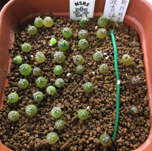 ★☆銀冠いろいろ①　実生☆★ 銀冠玉の実生・栽培(2019.3~)｜そだレポ（栽培レポート）byぐっち