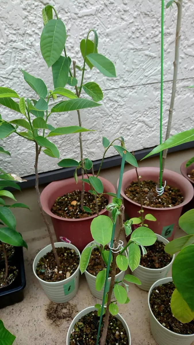 実生アテモヤ｜そだレポ（栽培レポート）byさいぞう｜みんなの趣味の園芸