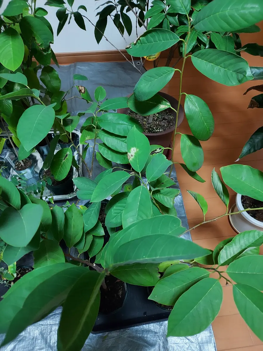 実生アテモヤ｜そだレポ（栽培レポート）byさいぞう｜みんなの趣味の園芸