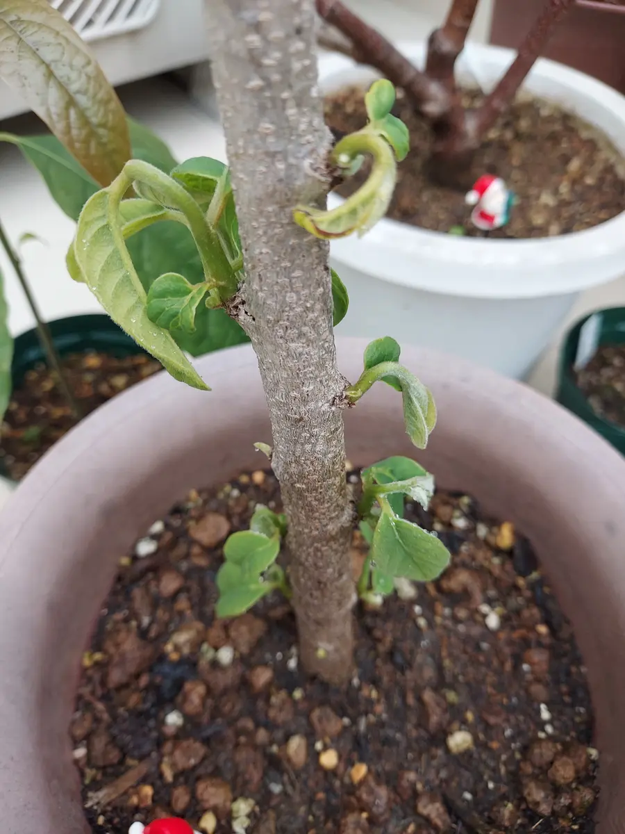 アテモヤ　鉢植え　花芽あり アテモヤ 鉢植え 花芽あり アテモヤ 鉢植え 花芽あり