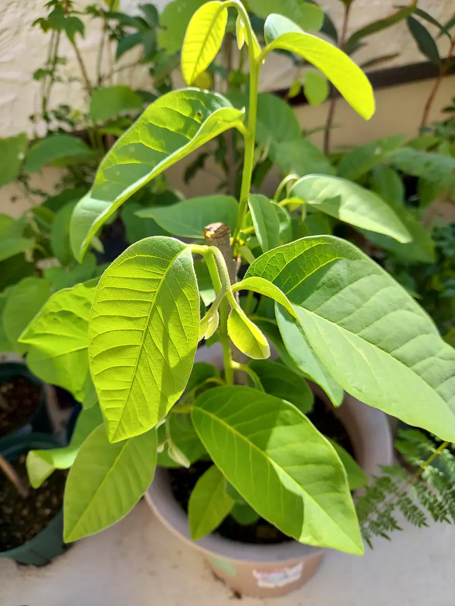 アテモヤ　鉢植え　花芽あり アテモヤ苗木 7号鉢接木苗” 樹高約120cm 1本売り(鉢植えなので
