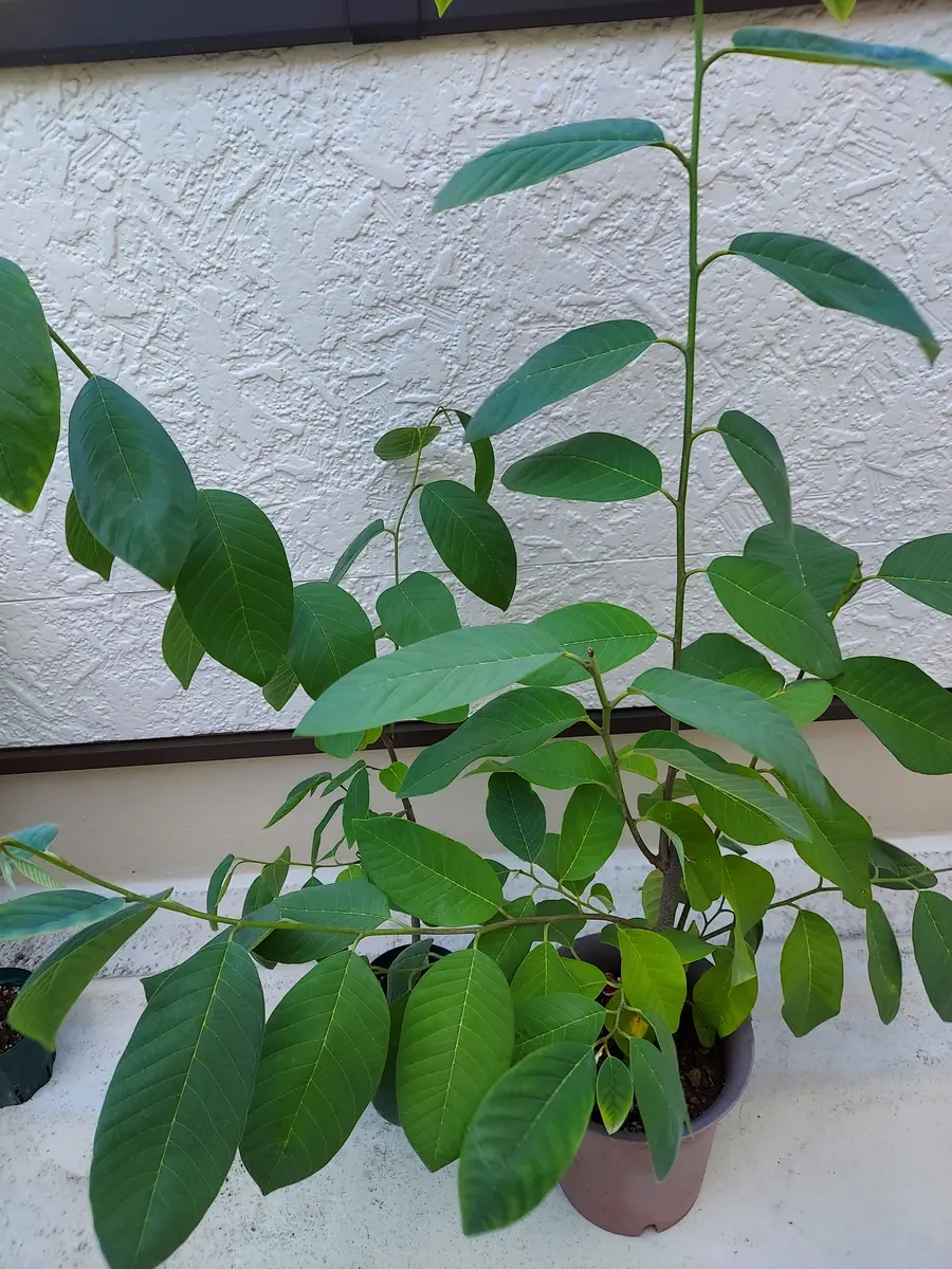 実生アテモヤ｜そだレポ（栽培レポート）byさいぞう｜みんなの趣味の園芸