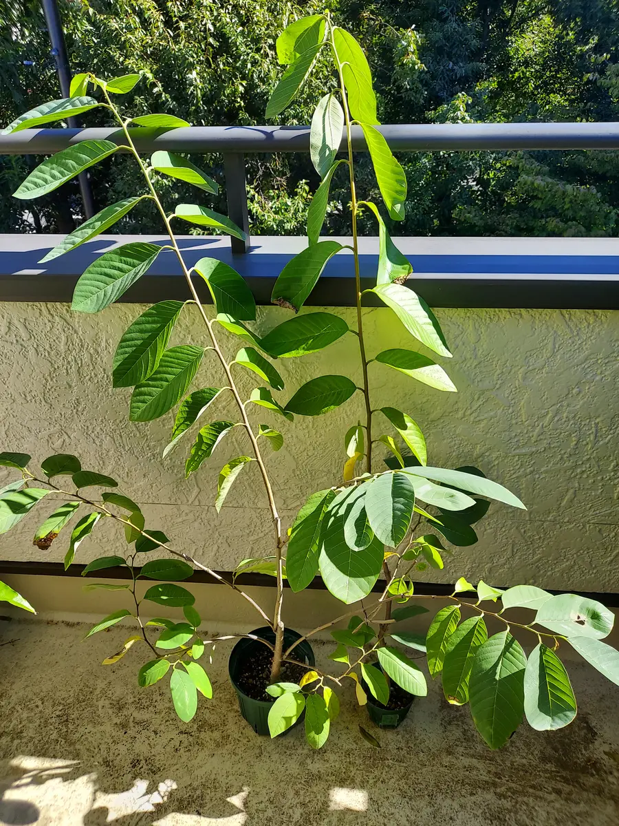 実生アテモヤ｜そだレポ（栽培レポート）byさいぞう｜みんなの趣味の園芸