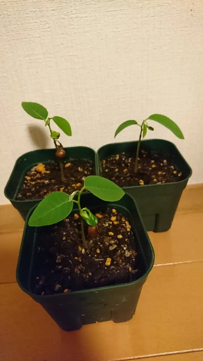 実生アテモヤ｜そだレポ（栽培レポート）byさいぞう｜みんなの趣味の園芸