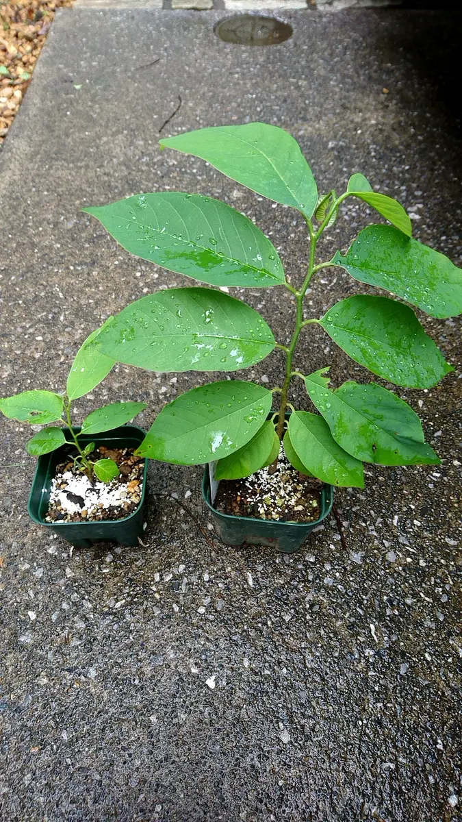 実生アテモヤ｜そだレポ（栽培レポート）byさいぞう｜みんなの趣味の園芸