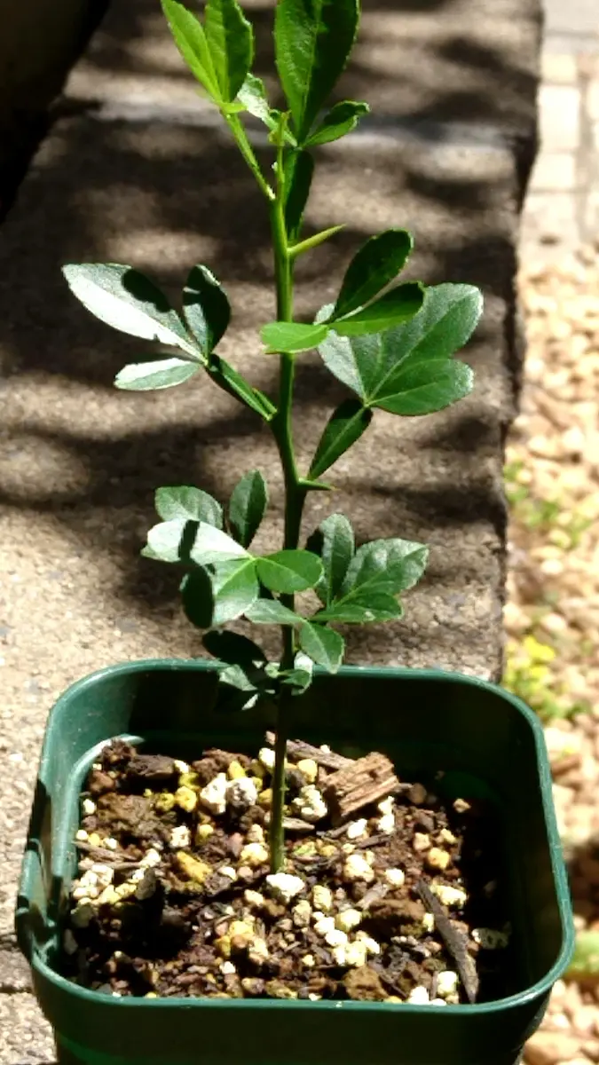 カラタチ種1000粒(ラスト) （今日の一枚 - 摂大薬草園/Today's
