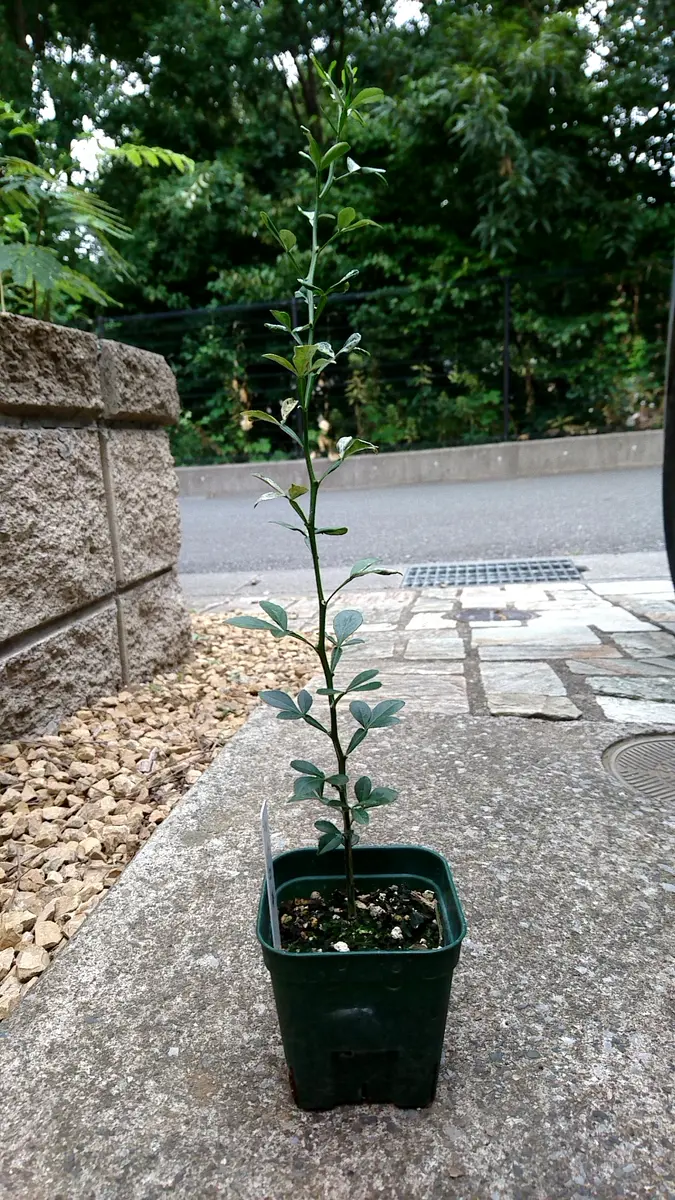 カラタチ｜そだレポ（栽培レポート）byさいぞう｜みんなの趣味の園芸