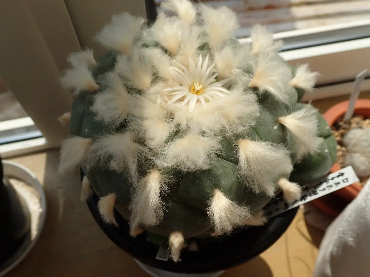 翠冠玉を育てる|そだレポ(栽培レポート)byさすらふ花好き 翠冠玉を育てる|そだレポ(栽培レポート)byさすらふ花好き