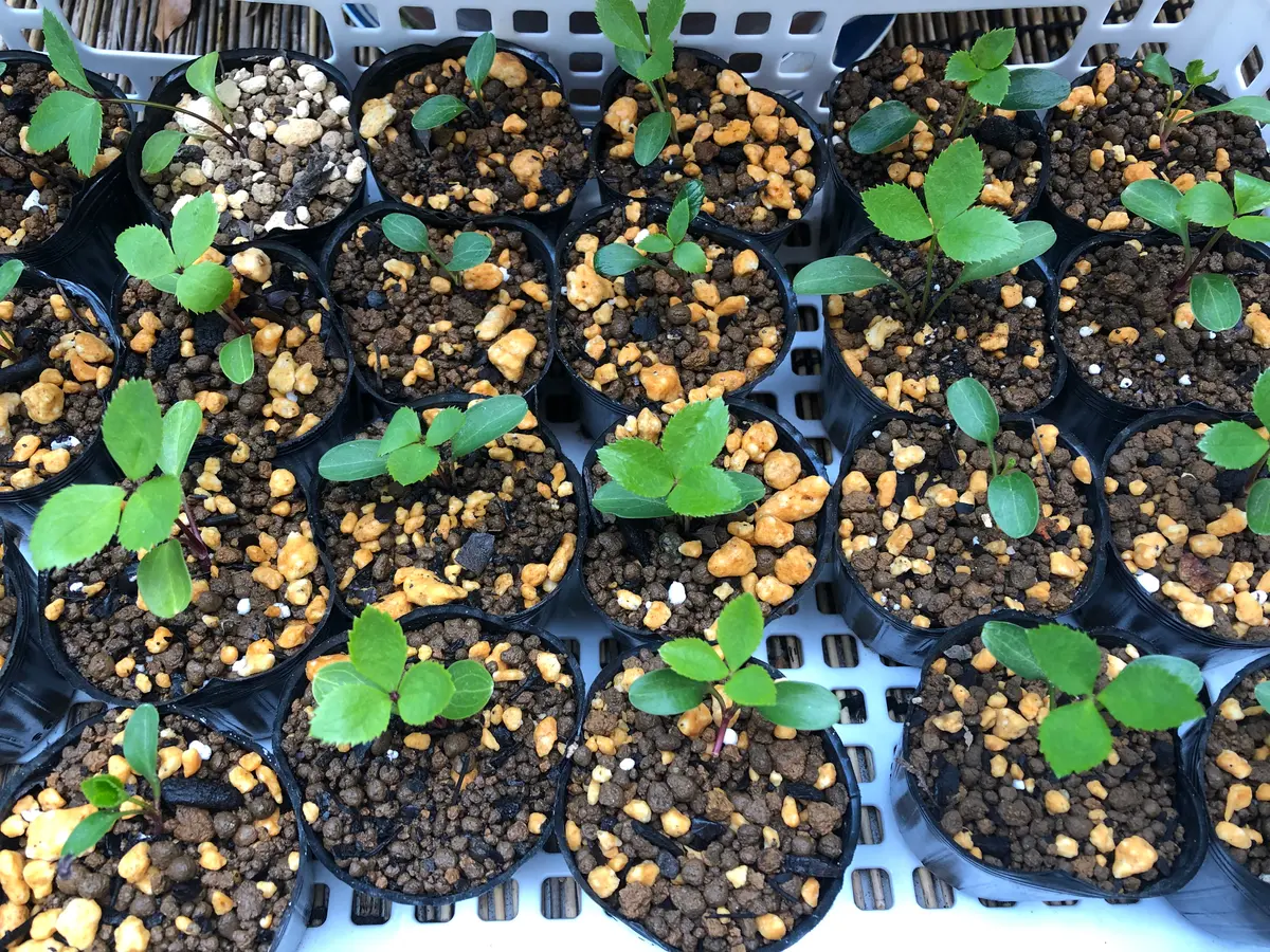 種からクリスマスローズ｜そだレポ（栽培レポート）bykuru｜みんなの