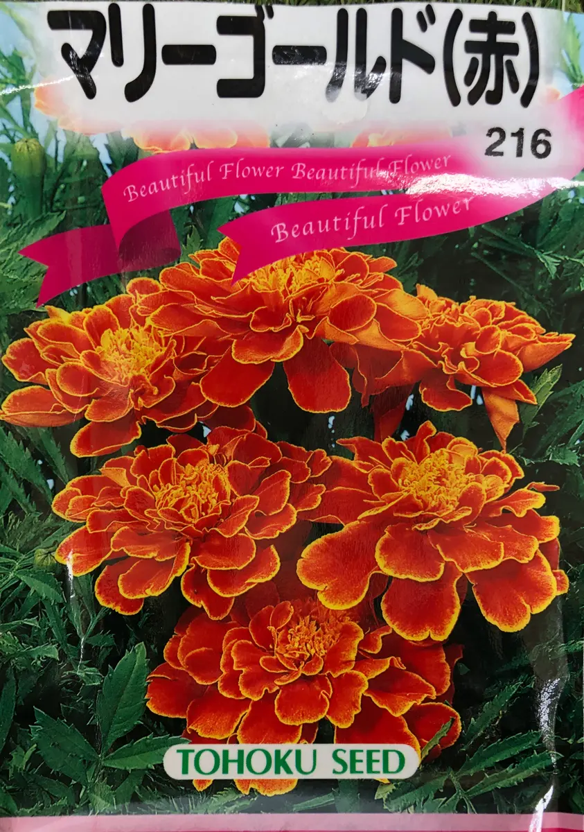 フレンチ系マリーゴールドを種から育てる｜そだレポ（栽培レポート）by